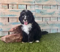 F1 Toy Mini Tuxedo Bi Black Scottsdale Blue Eyes, a male Miniature Aussiedoodle for sale in Quartzsite, AZ – 1 of 10