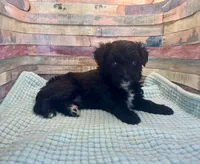 F1 Black and White Tuxedo Bi , a female Aussiedoodle for sale in Quartzsite, AZ – 4 of 4
