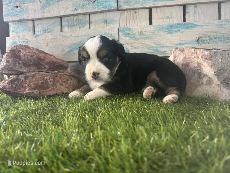 Toy Mini Tri Sweet Tamale  – Toy Australian Shepherd puppy for sale in Quartzsite, AZ
