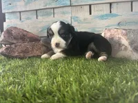 Toy Mini Tri Sweet Tamale , a female Toy Australian Shepherd for sale in Quartzsite, AZ – 1 of 9