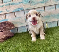 Gorgeous Toy Red Merle Blue Eyes, a female Toy Australian Shepherd for sale in Quartzsite, AZ – 6 of 10