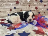 F2B Miniature Black and White Parti , a male Aussiedoodle for sale in Quartzsite, AZ – 6 of 10