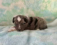 Stunning Toy Mini F1 Blue Merle, a male Aussiedoodle and Poodle - Miniature  for sale in Quartzsite, AZ – 2 of 7