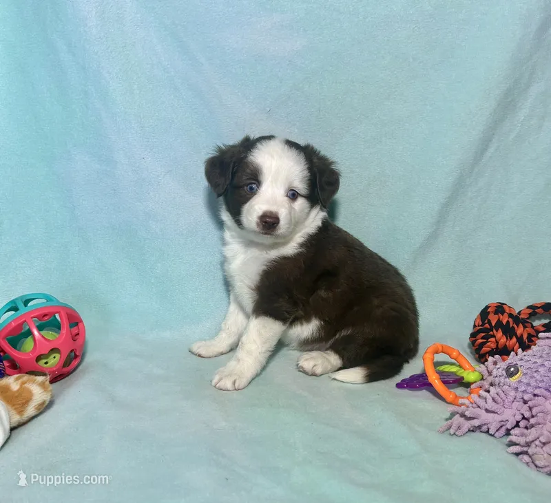 F1 Red Tri Blue Eyes Pancakes – Miniature Aussiedoodle puppy for sale in Quartzsite, AZ