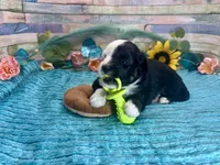 Split Face F1 Toy Mini Black Tri Beautiful , a male Miniature Aussiedoodle for sale in Quartzsite, AZ – 4 of 10