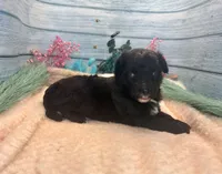 Toy Mini F1 Black and White Tuxedo Bi Tempe, a female Miniature Aussiedoodle for sale in Quartzsite, AZ – 9 of 9