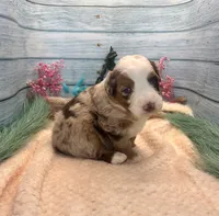 Toy Mini F1 Red Merle Phoenix , a male Miniature Aussiedoodle for sale in Quartzsite, AZ – 2 of 9