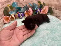 Toy Mini Solid Black F1 Mesa, a female Miniature Aussiedoodle for sale in Quartzsite, AZ – 2 of 5