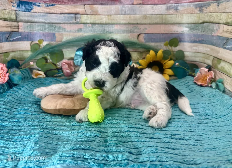 F2B Miniature Black White Parti Stunning – Aussiedoodle puppy for sale in Quartzsite, AZ
