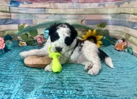 F2B Miniature Black White Parti Stunning, a male Aussiedoodle for sale in Quartzsite, AZ – 1 of 10
