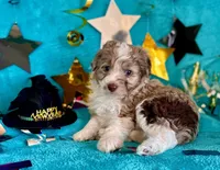 F2B Toy Mini Coming Soon All Colors, a  Miniature Aussiedoodle for sale in Quartzsite, AZ – 10 of 10