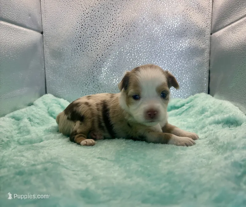 Toy Red Merle Blue Eyes – Toy Australian Shepherd puppy for sale in Quartzsite, AZ