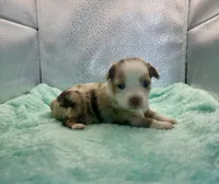 Toy Red Merle Blue Eyes, a female Toy Australian Shepherd for sale in Quartzsite, AZ – 1 of 6