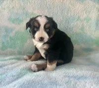 Toy Mini Beautiful Tri , a female Toy Australian Shepherd for sale in Quartzsite, AZ – 6 of 7
