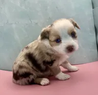 Toy Mini Red Merle Blue Eye , a female Miniature Australian Shepherd for sale in Quartzsite, AZ – 4 of 5