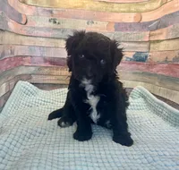 F1 Black and White Tuxedo Bi , a female Aussiedoodle for sale in Quartzsite, AZ – 3 of 4