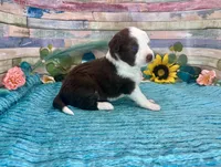 Toy Mini Red Tri Blue Eyes , a male Miniature Australian Shepherd and Toy Australian Shepherd for sale in Quartzsite, AZ – 3 of 10