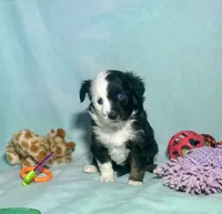 Toy Mini F1 Split Face Stunning , a male Miniature Aussiedoodle for sale in Quartzsite, AZ – 3 of 8