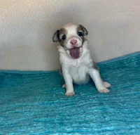 Blue Eyes Blue Merle , a female Toy Australian Shepherd for sale in Quartzsite, AZ – 6 of 6