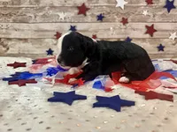 F1 Toy Mini Split Face Black Tri Rare Handsome, a male Miniature Aussiedoodle for sale in Quartzsite, AZ – 4 of 9