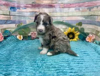 F2B Small Miniature Blue Merle, a male Aussiedoodle for sale in Quartzsite, AZ – 7 of 10