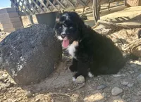 F1 Black and White Tuxedo Bi, a male Aussiedoodle for sale in Quartzsite, AZ – 4 of 6