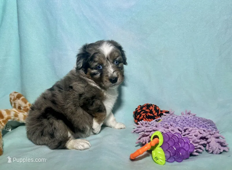 Toy Mini Blue Merle Stunning  – Miniature Australian Shepherd, Toy Australian Shepherd puppy for sale in Quartzsite, AZ