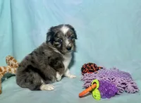 Toy Mini Blue Merle Stunning , a male Miniature Australian Shepherd and Toy Australian Shepherd for sale in Quartzsite, AZ – 1 of 10