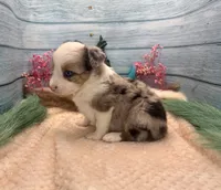 Toy Mini Butterfingers Blue Merle Blue Eyes, a female Miniature Australian Shepherd for sale in Quartzsite, AZ – 9 of 9
