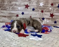 F2B Miniature Blue Merle Stunning , a male Aussiedoodle for sale in Quartzsite, AZ – 6 of 8