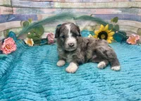 F2B Small Miniature Blue Merle, a male Aussiedoodle for sale in Quartzsite, AZ – 5 of 10