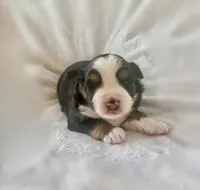 Mini Toy Gorgeous Black Tri Blue Eyes Sweet Tamale, a female Miniature Australian Shepherd for sale in Quartzsite, AZ – 3 of 7