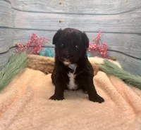 Toy Mini F1 Black and White Tuxedo Bi Tempe, a female Miniature Aussiedoodle for sale in Quartzsite, AZ – 2 of 9