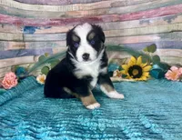 Toy Mini Gorgeous Tri Sweet Tamale , a female Miniature Australian Shepherd for sale in Quartzsite, AZ – 4 of 10