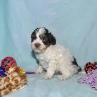 Mini F2B Red Chocolate Parti Tri , a male Aussiedoodle for sale in Quartzsite, AZ – 2 of 7