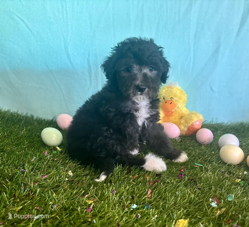 Toy Mini Black Bi Tuxedo Aussiedoodle F1B – Miniature Aussiedoodle puppy for sale in Quartzsite, AZ