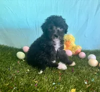 Toy Mini Black Bi Tuxedo Aussiedoodle F1B, a male Miniature Aussiedoodle for sale in Quartzsite, AZ – Photo 1 of 8