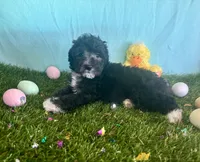 Toy Mini Black Bi Tuxedo Aussiedoodle F1B, a male Miniature Aussiedoodle for sale in Quartzsite, AZ – Photo 2 of 8