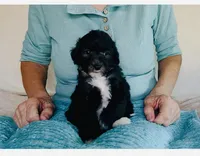 Toy Mini Black Bi Tuxedo Aussiedoodle F1B, a male Miniature Aussiedoodle for sale in Quartzsite, AZ – Photo 7 of 8