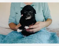 Toy Mini Black Bi Tuxedo Aussiedoodle F1B, a male Miniature Aussiedoodle for sale in Quartzsite, AZ – Photo 6 of 8