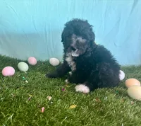 Toy Mini Black Bi Tuxedo Aussiedoodle F1B, a male Miniature Aussiedoodle for sale in Quartzsite, AZ – Photo 4 of 8