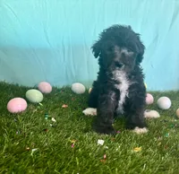 Toy Mini Black Bi Tuxedo Aussiedoodle F1B, a male Miniature Aussiedoodle for sale in Quartzsite, AZ – Photo 3 of 8