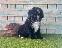 F1 Toy Mini Tuxedo Bi Black Scottsdale Blue Eyes, a male Miniature Aussiedoodle for sale in Quartzsite, AZ – 5 of 10