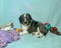 Toy Mini Blue Merle Stunning , a male Miniature Australian Shepherd and Toy Australian Shepherd for sale in Quartzsite, AZ – 9 of 10