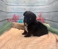 Toy Mini F1 Black and White Tuxedo Bi Tempe, a female Miniature Aussiedoodle for sale in Quartzsite, AZ – 1 of 9