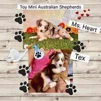Coming Soon Expecting All Colors , a  Miniature Australian Shepherd and Miniature American Shepherd for sale in Quartzsite, AZ – 1 of 10