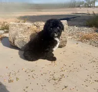 F1 Black and White Tuxedo Bi , a female Aussiedoodle for sale in Quartzsite, AZ – 6 of 6