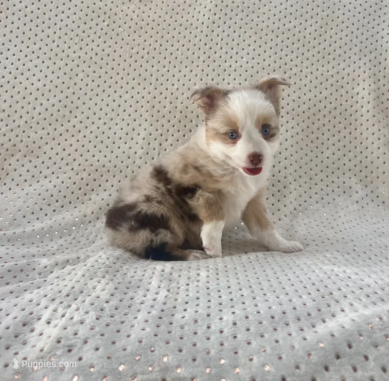 Toy Mini Blue Eyes Red Merle Sunday – Toy Australian Shepherd puppy for sale in Quartzsite, AZ