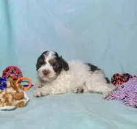 Mini F2B Red Chocolate Parti Tri , a male Aussiedoodle for sale in Quartzsite, AZ – 7 of 7