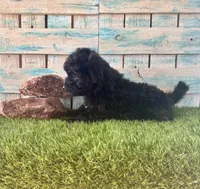 F1 Toy Mini Mesa Beautiful Girl , a female Miniature Aussiedoodle for sale in Quartzsite, AZ – 9 of 10